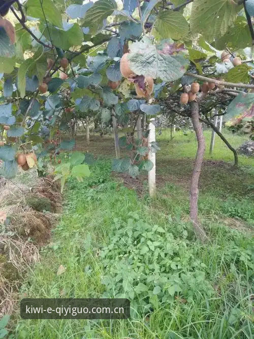 揭秘奇异果体育能提现吗：一个资深用户的实际观察与深度分析